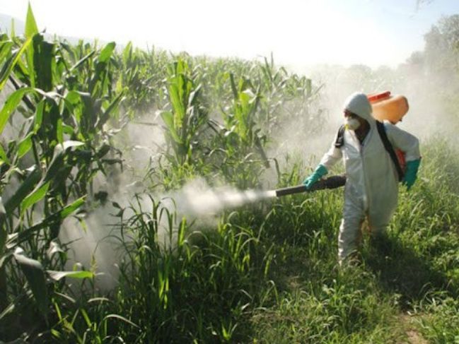 Nuevas plagas afectan cultivos al norte de Veracruz a causa de severa sequía