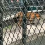 CRECE LA INDIGNACIÓN POR ESTADO DE ANIMALES EN LA RESERVA DE ORIZABA; CIUDADANOS ALISTAN MANIFESTACIÓN